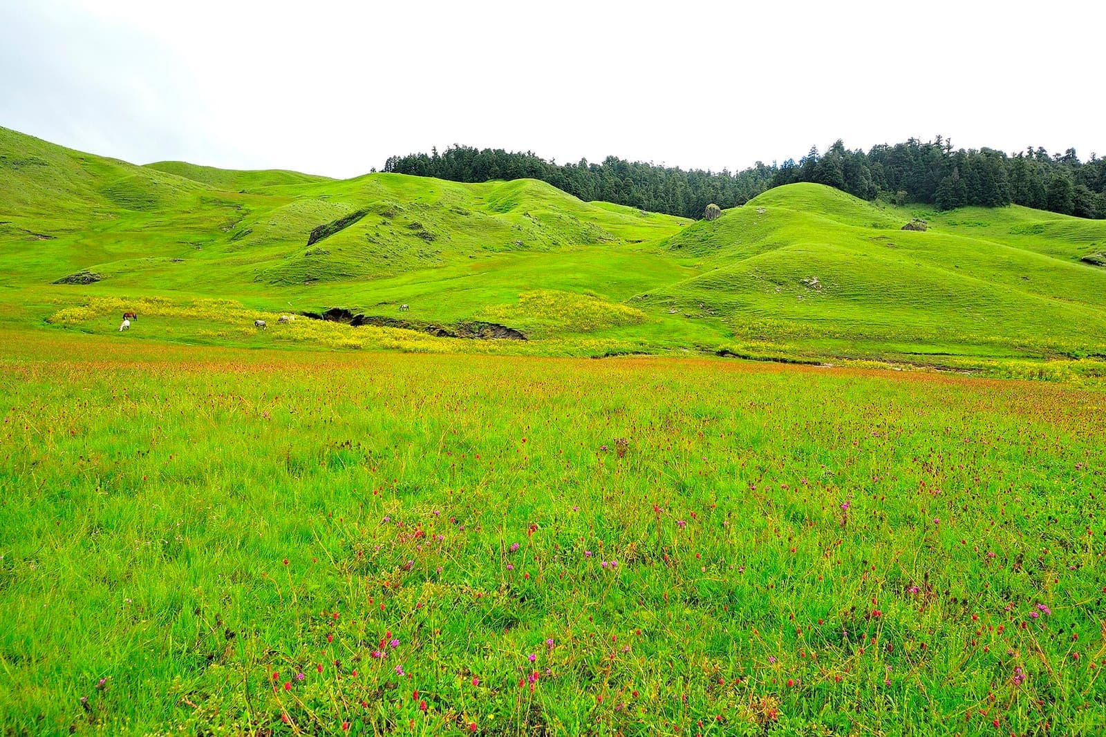 Khaptad Plateau Trek